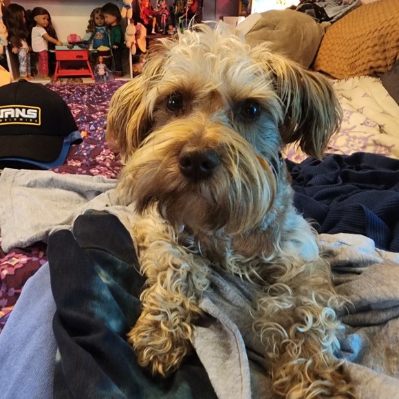 Meet your Posher, Phoenix - Picture 4 of 6